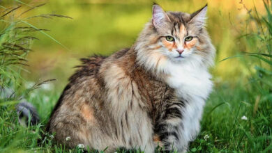 The Mysterious and Majestic Norwegian Forest Cat