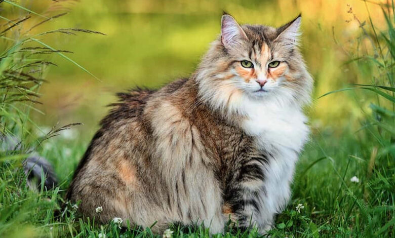 The Mysterious and Majestic Norwegian Forest Cat