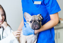 The Ultimate Guide to Pet Insurance