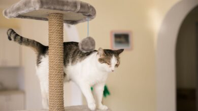 Understanding the Importance of Cat Trees