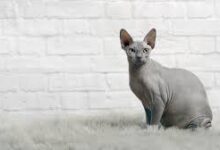 Your Complete Guide to Australia's Exotic Hairless Feline: Sphynx Cat