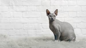 Your Complete Guide to Australia's Exotic Hairless Feline: Sphynx Cat