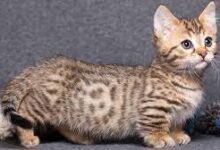 about Munchkin Cats