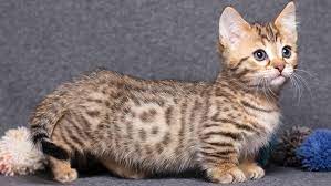 about Munchkin Cats