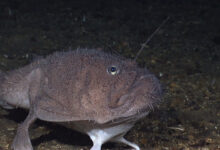 Angler Fish: A Close Look at the Fascinating Angler Fish