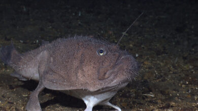 Angler Fish: A Close Look at the Fascinating Angler Fish